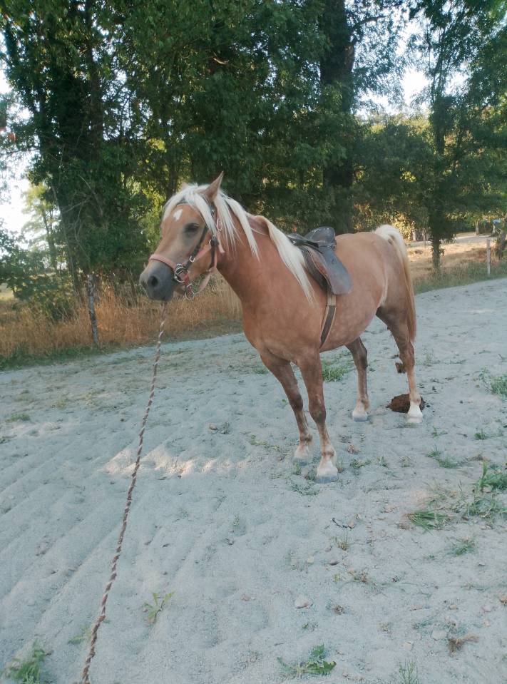 Jument Haflinger