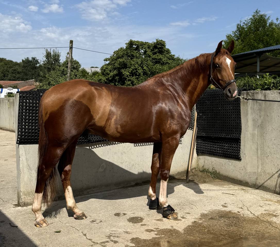 Hongre - 168cm - 7ans 