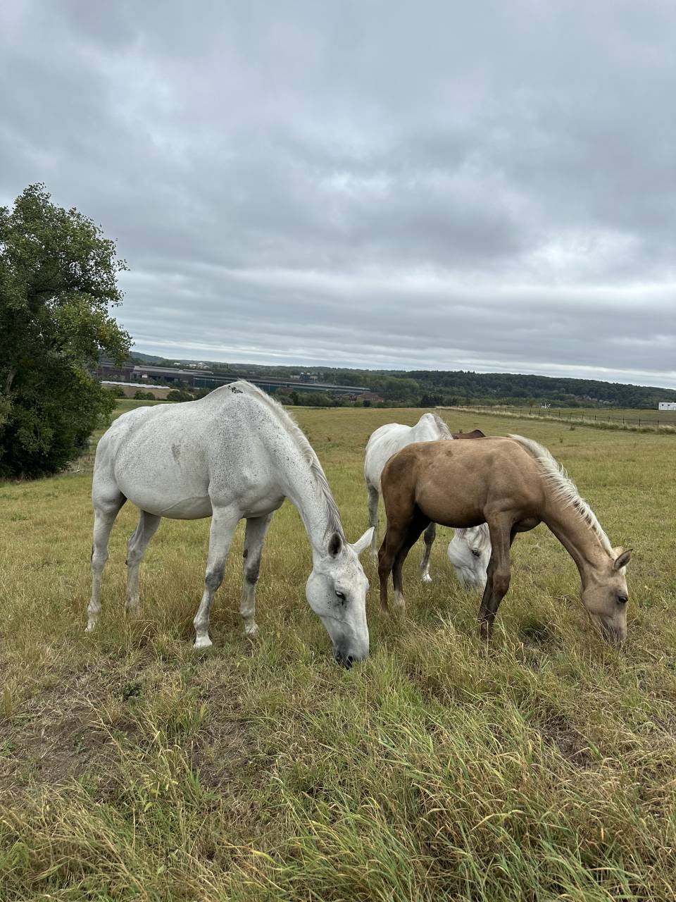 Poulinière pleine pour 2026 et suitée de 2025 