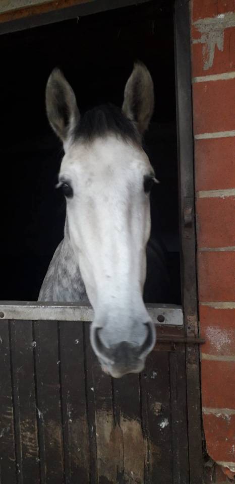 Hongre PRE 7 ans à vendre 