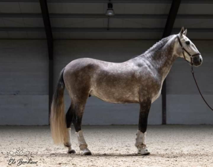 Hongre PRE 7 ans à vendre 