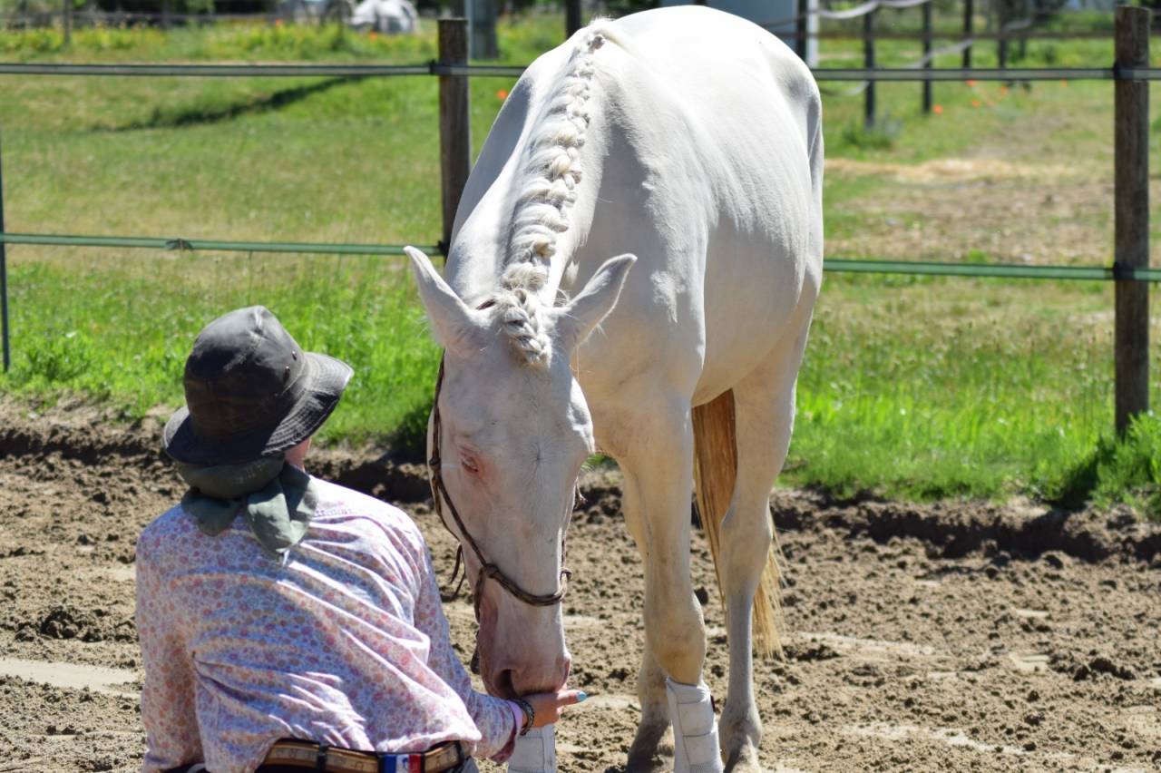 Lusitanien mâle 2 ans crème 
