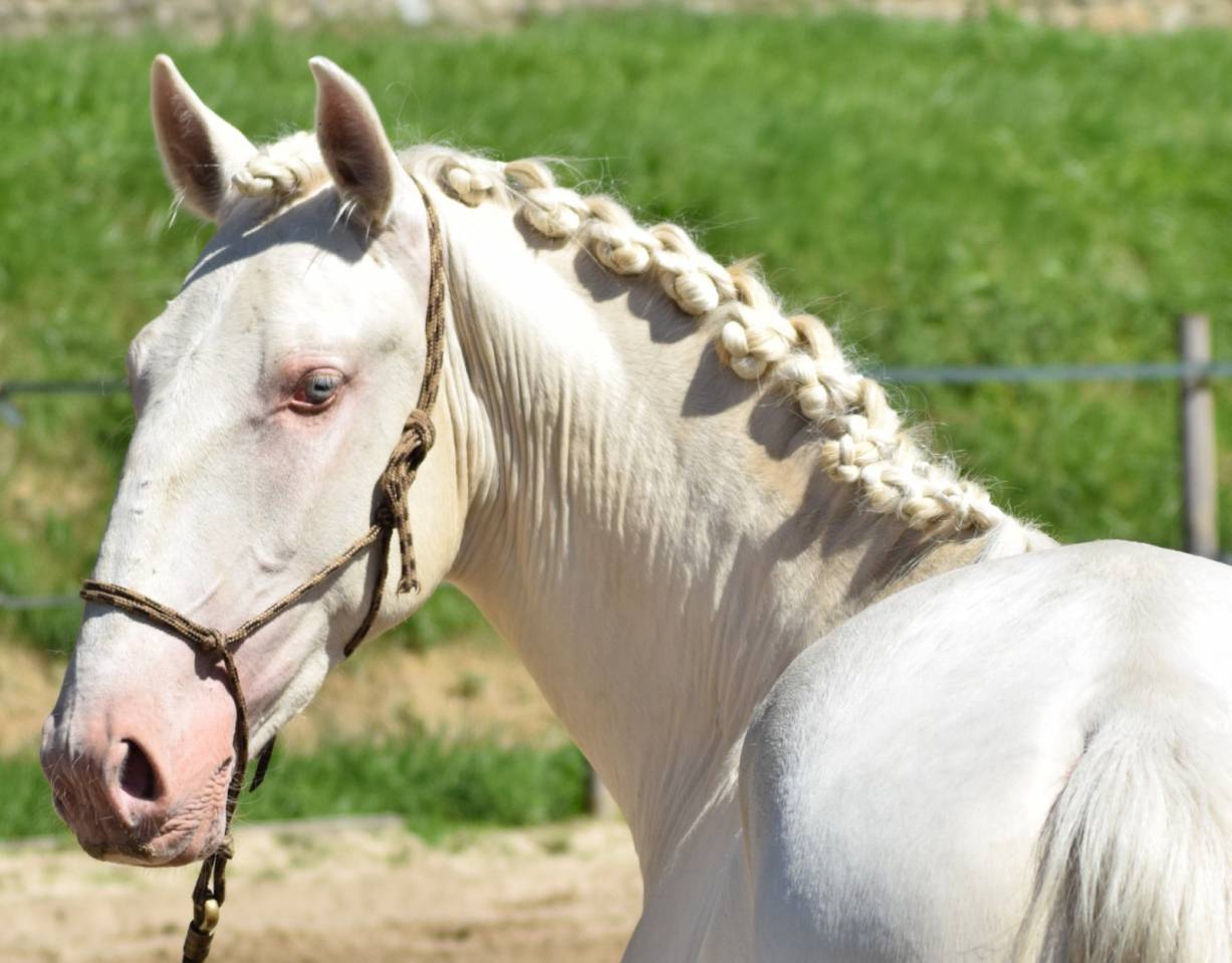 Lusitanien mâle 2 ans crème 