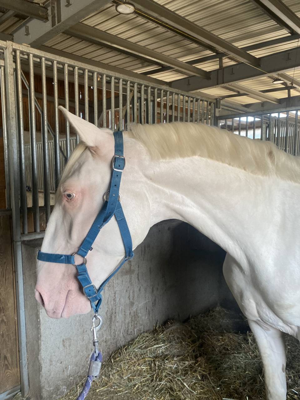 Lusitanien mâle 2 ans crème 