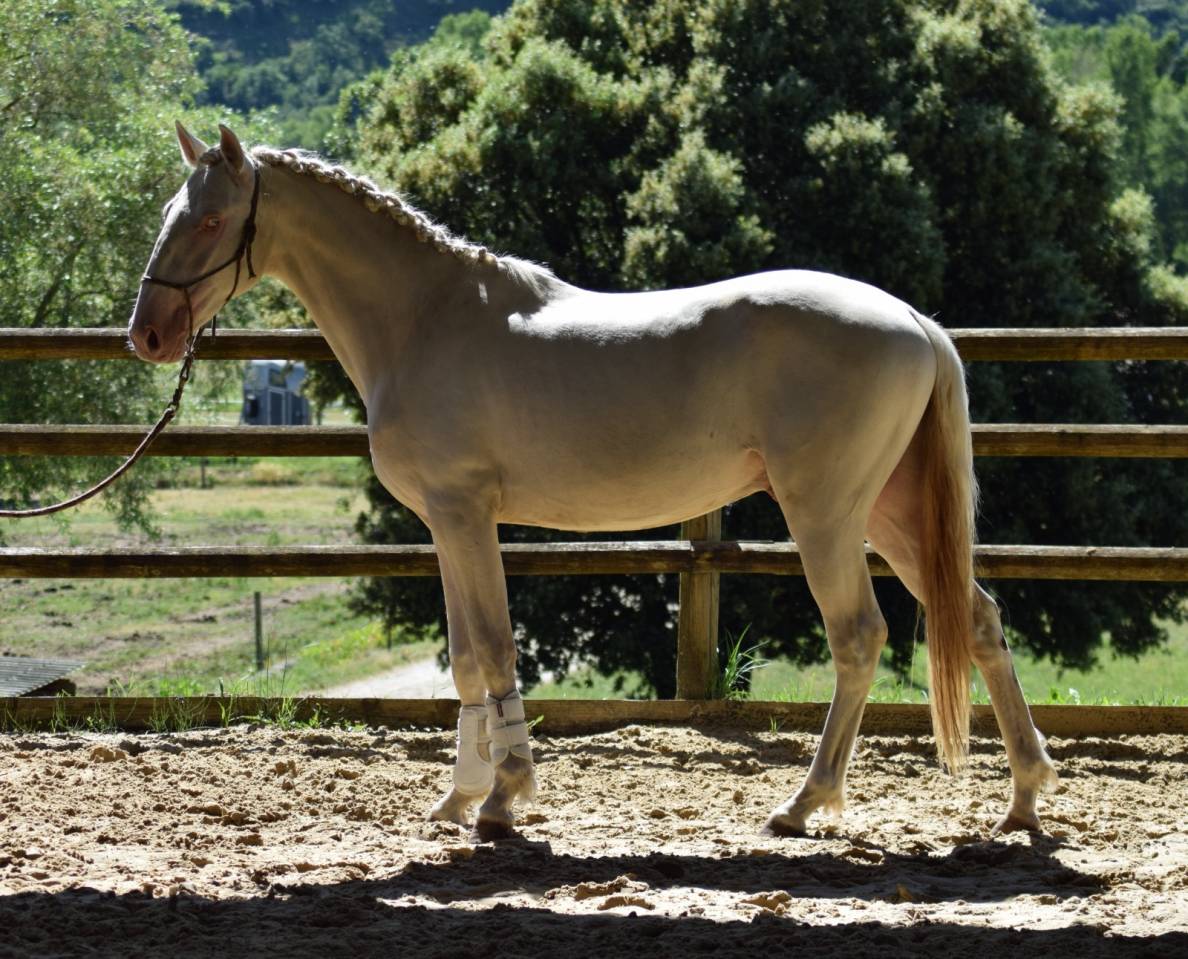 Lusitanien mâle 2 ans crème 