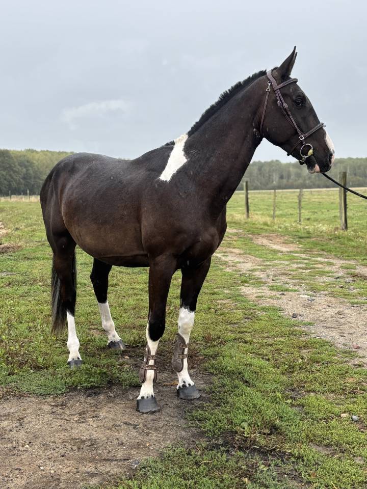 Cheval de couleur à vendre 