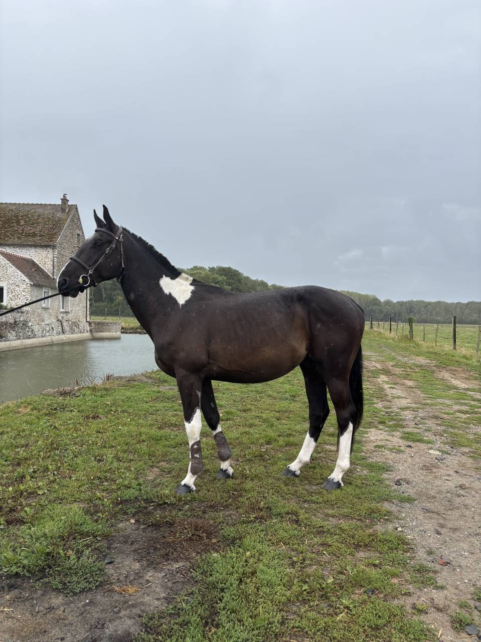 Cheval de couleur à vendre 