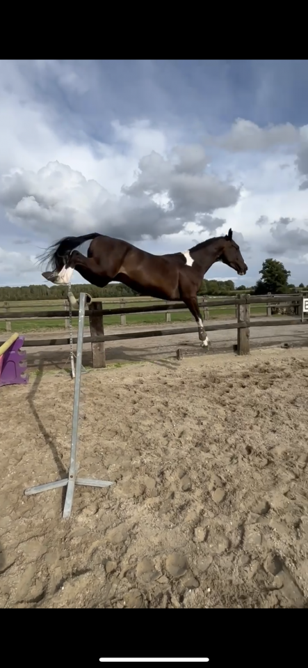 Cheval de couleur à vendre 