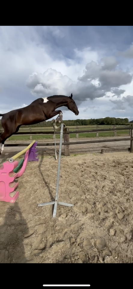 Cheval de couleur à vendre 
