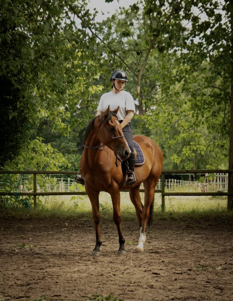 Pur sang - Hongre, 4 ans