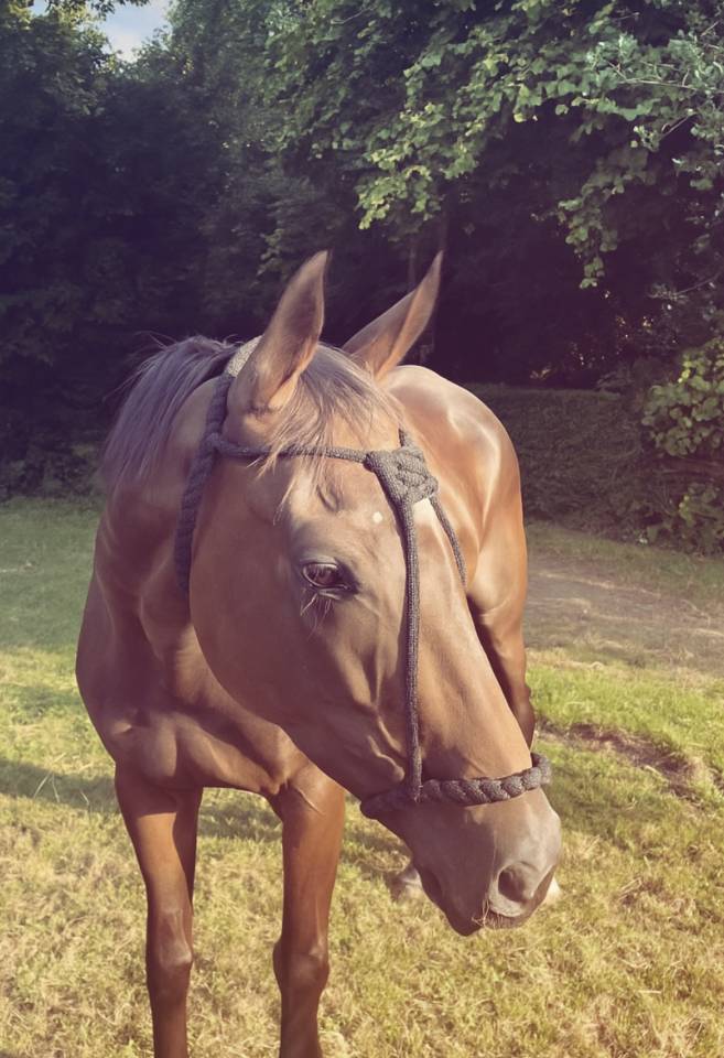 Jument 5 ans 165 cm