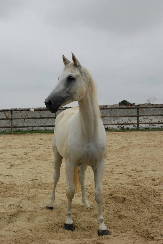 Trakehner – idéal famille, loisir, dressage et saut