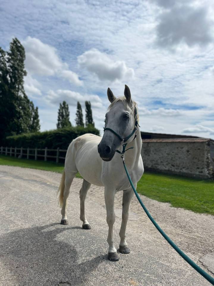 Trakehner – idéal famille, loisir, dressage et saut