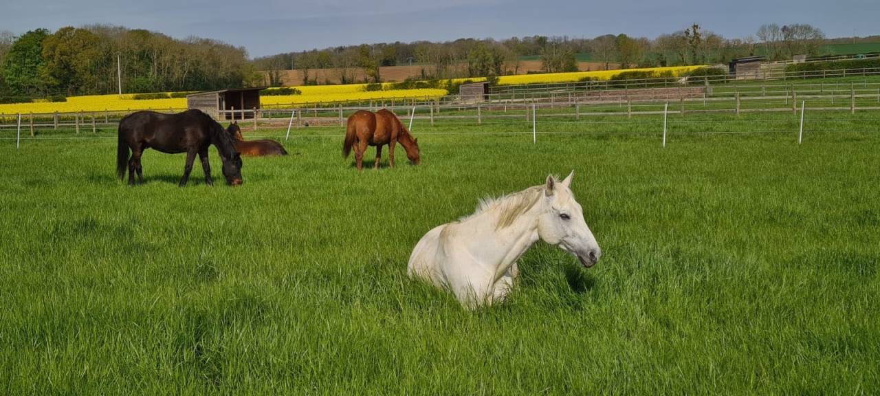 Trakehner – idéal famille, loisir, dressage et saut