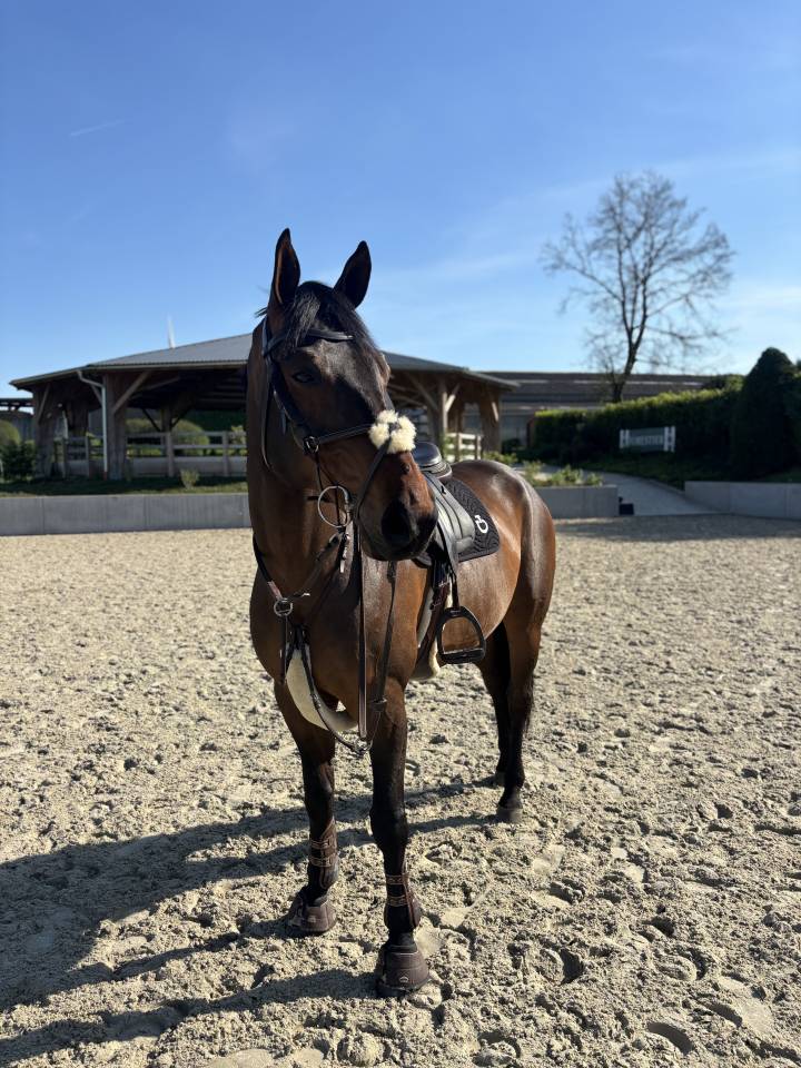 Cheval à vendre 