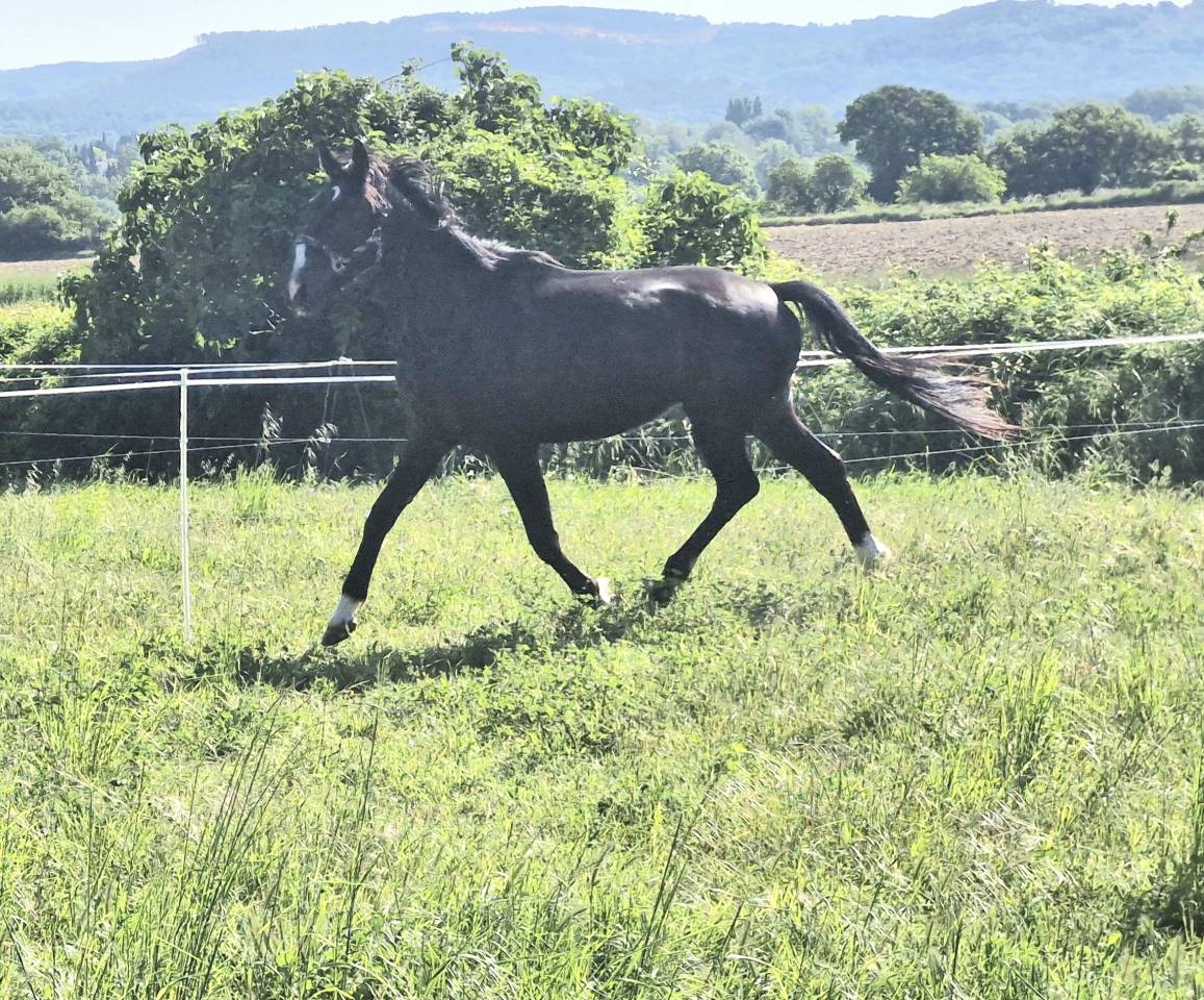SF 3ans 1m68/69 bcp de Force hyper Facile 