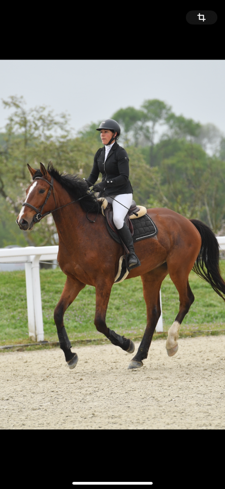 Hongre sympa , 6 ans par balou du rouet 