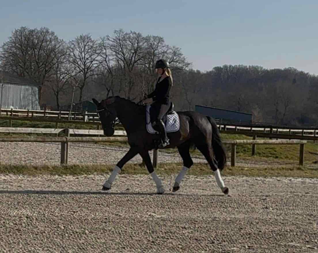 Hongre Dressage par Fursten Look