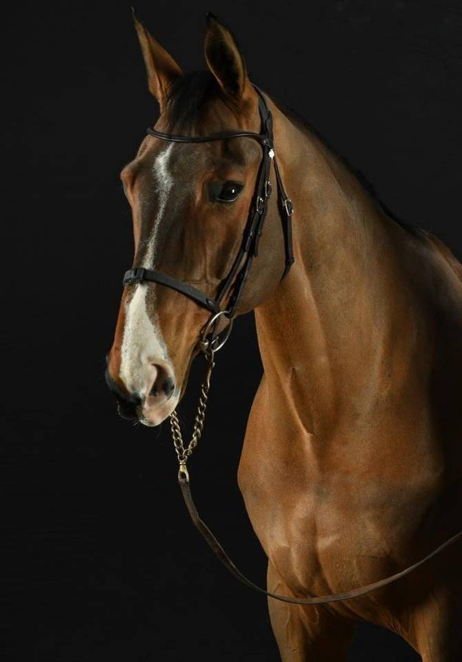 HONGRE - 10 ANS - CSO HUNTER - EXP. 125/130