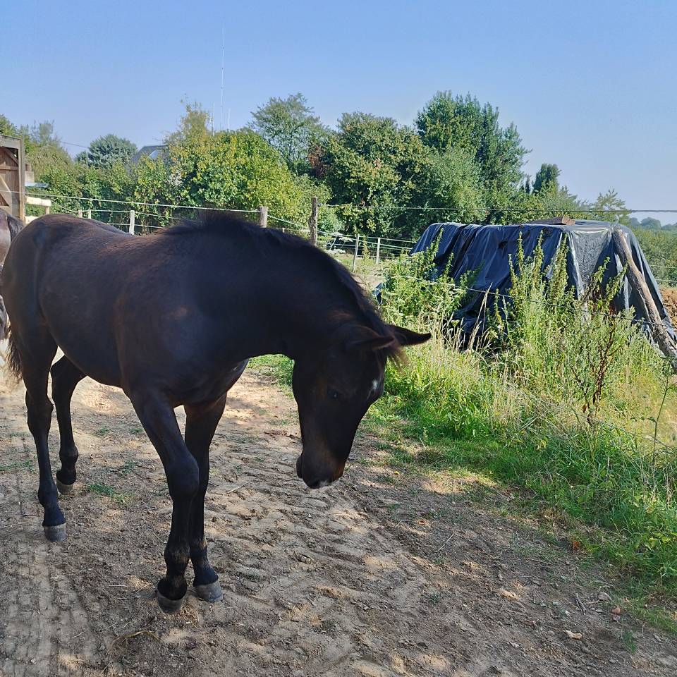Poney CCE à réserver 