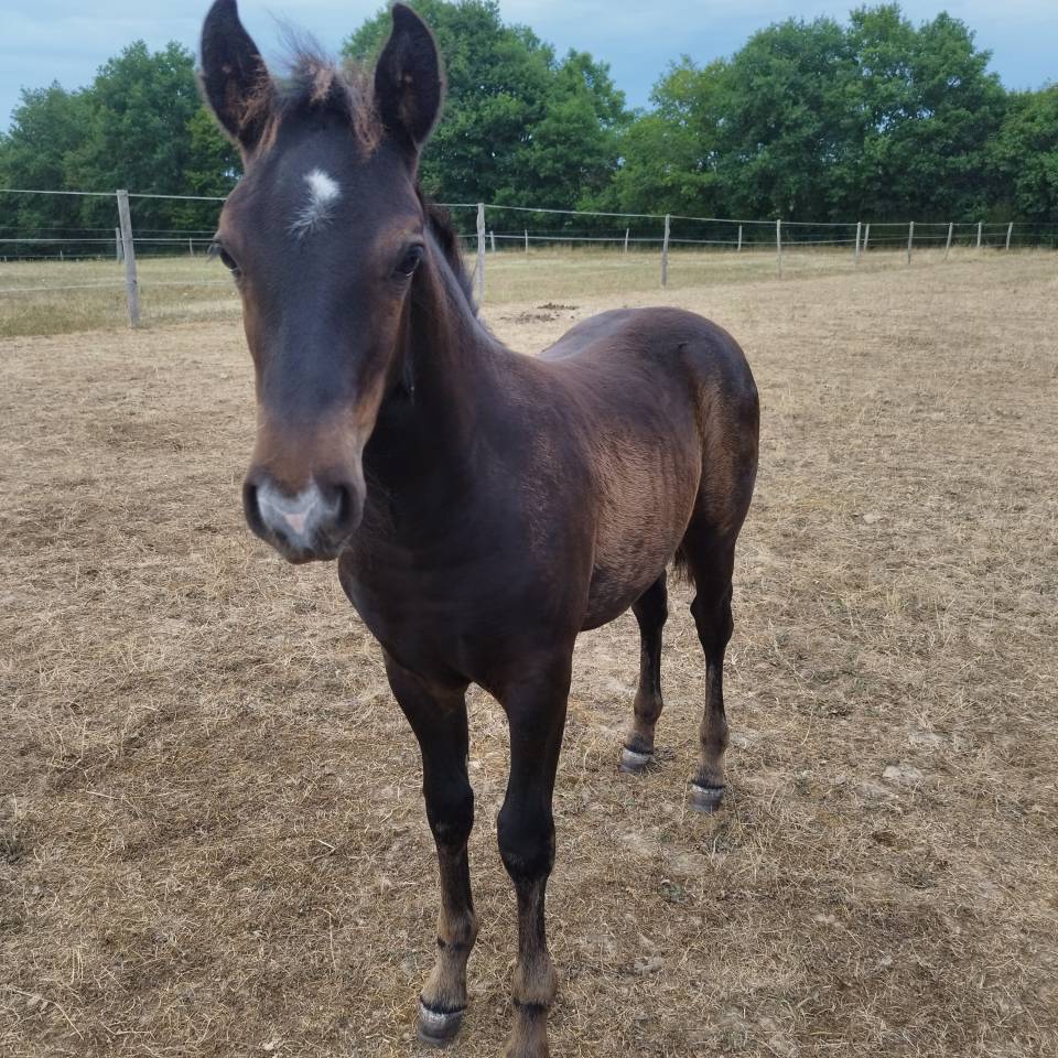 Poney CCE à réserver 