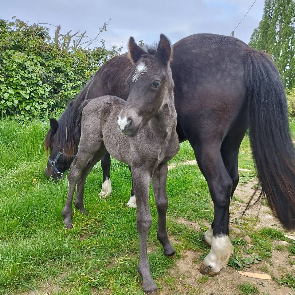 Poney CCE à réserver 