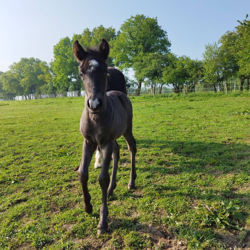 Poney CCE à réserver 
