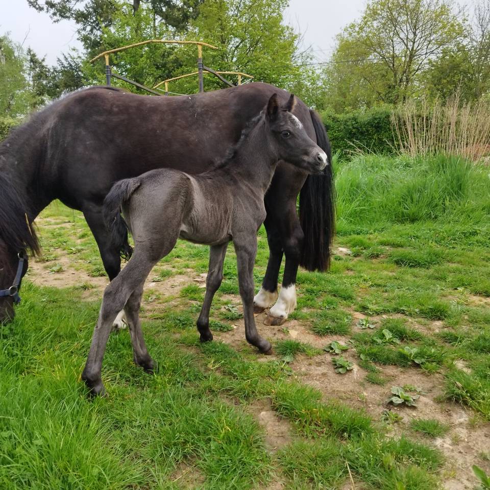 Poney CCE à réserver 