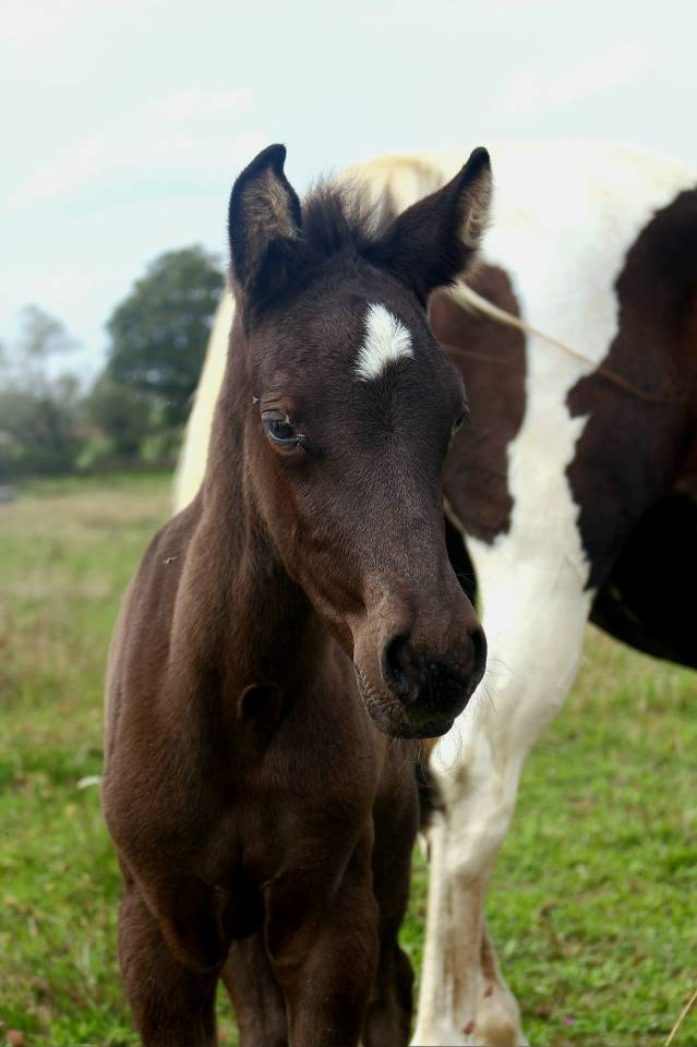 Pouliche smocky black