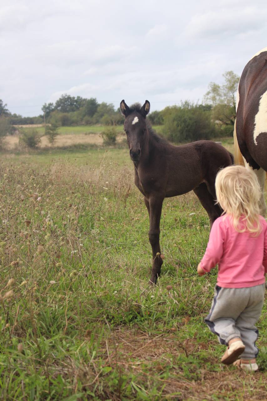 Pouliche smocky black