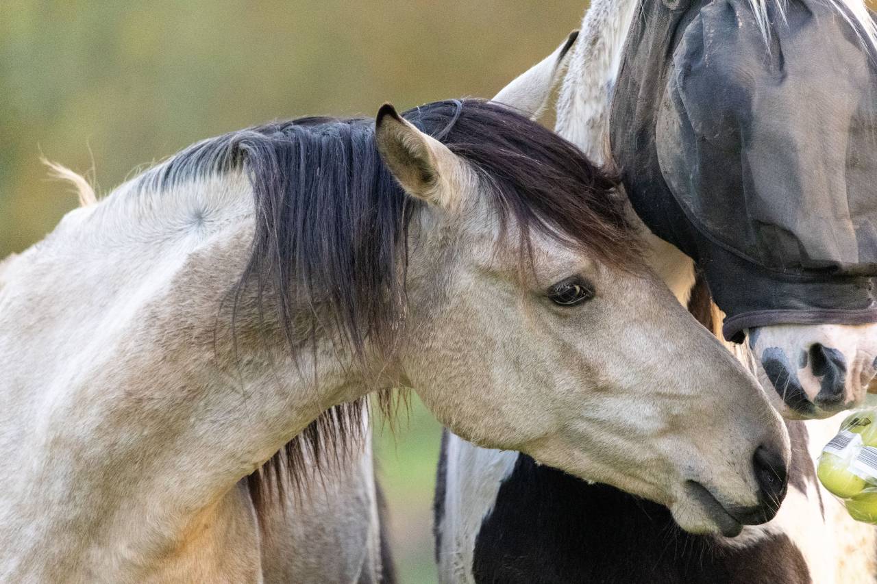Pouliche smocky black