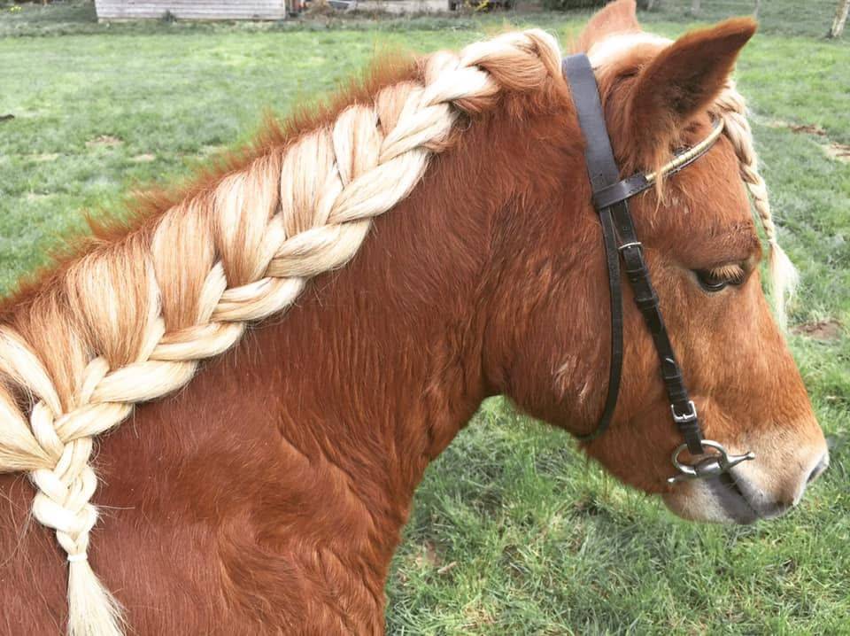Shetland PP, 11 ans d'une gentillesse rare !