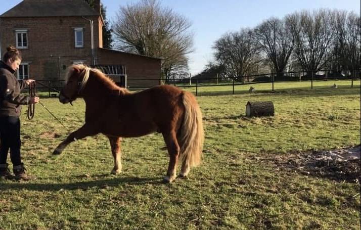 Shetland PP, 11 ans d'une gentillesse rare !