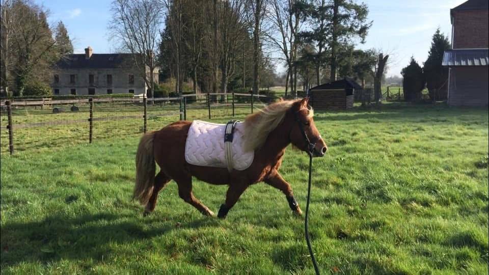 Shetland PP, 11 ans d'une gentillesse rare !