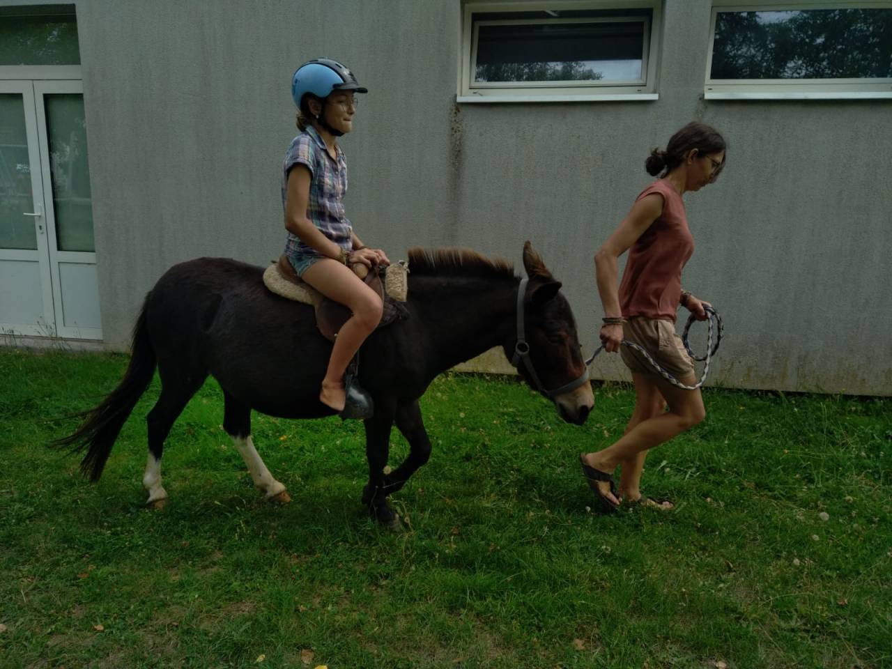Mule