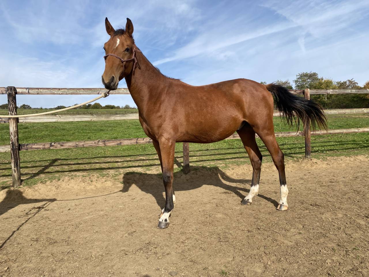 M&acirc;le 2024 par Consul dl vie 