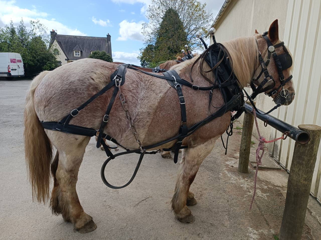 harnais en paire américain avec collier