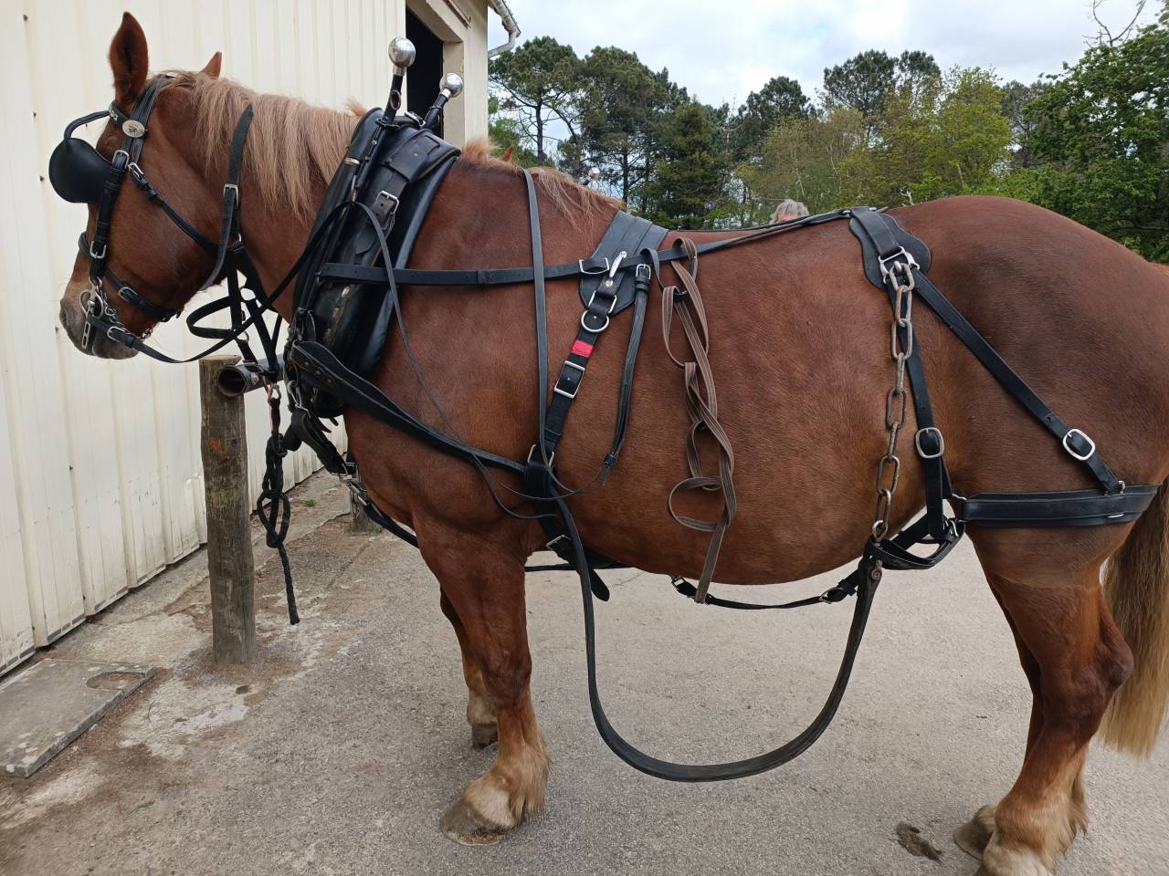 harnais en paire américain avec collier