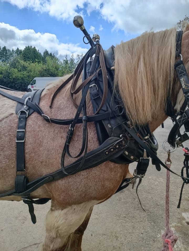 harnais en paire américain avec collier