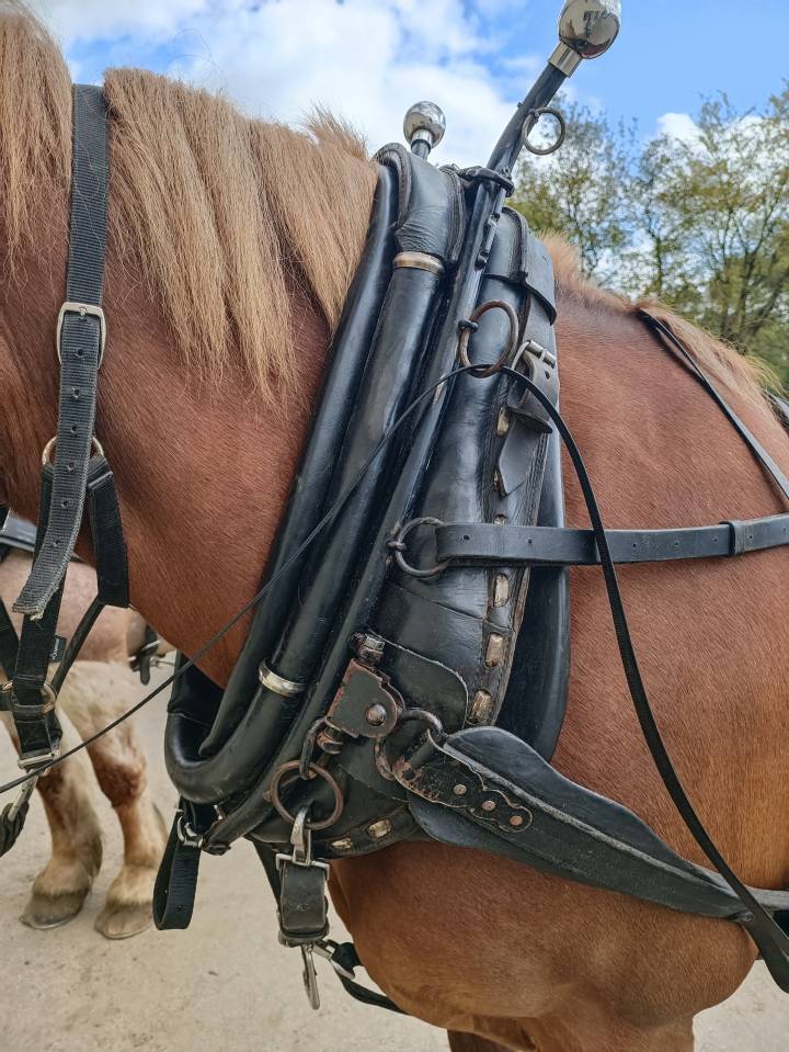 harnais en paire américain avec collier