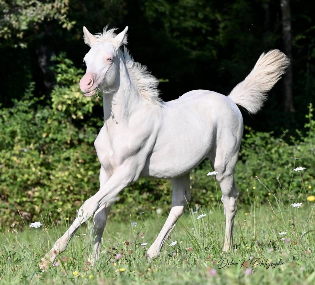 PFS crème pouliche