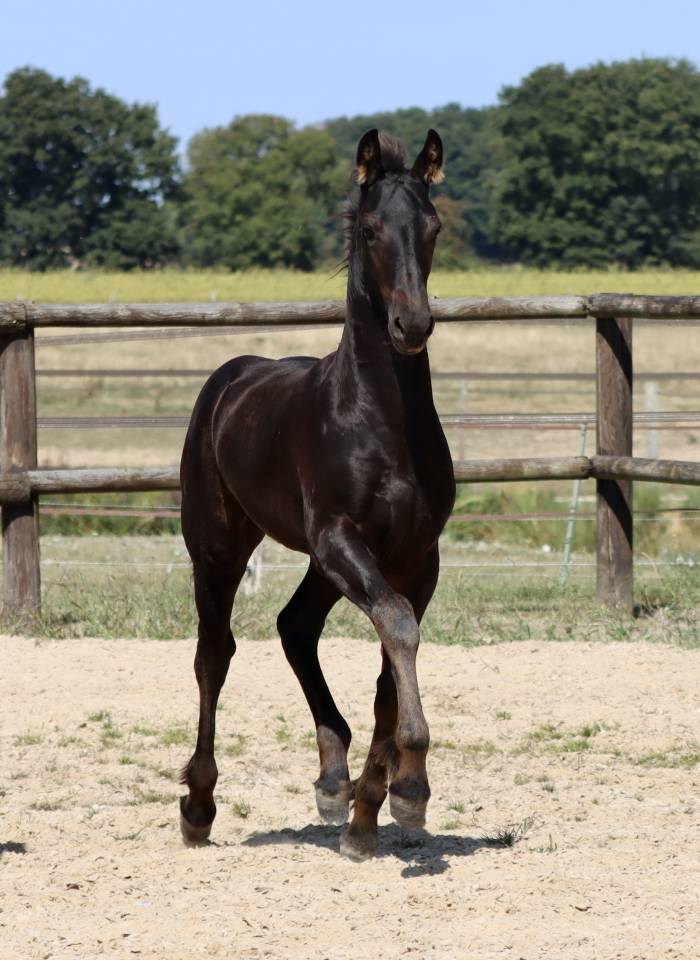 Pouliche Frisonne  à vendre
