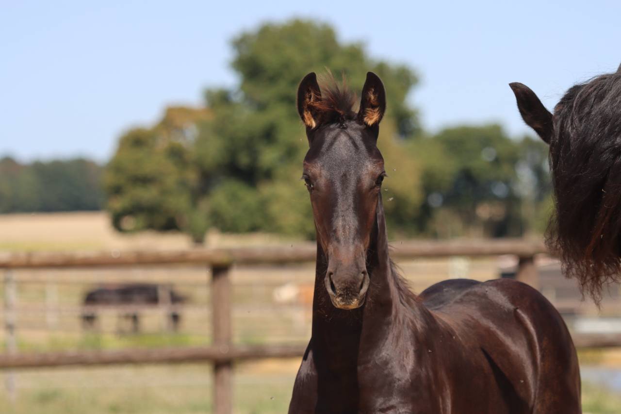 Pouliche Frisonne  à vendre