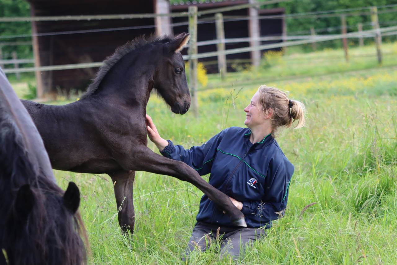Pouliche Frisonne  à vendre