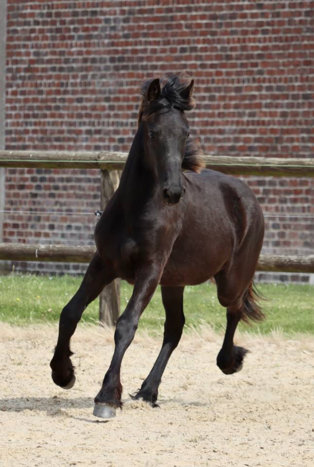 Fleury Blacknight MGC Pouliche Frisonne  &agrave; vendre 1 an