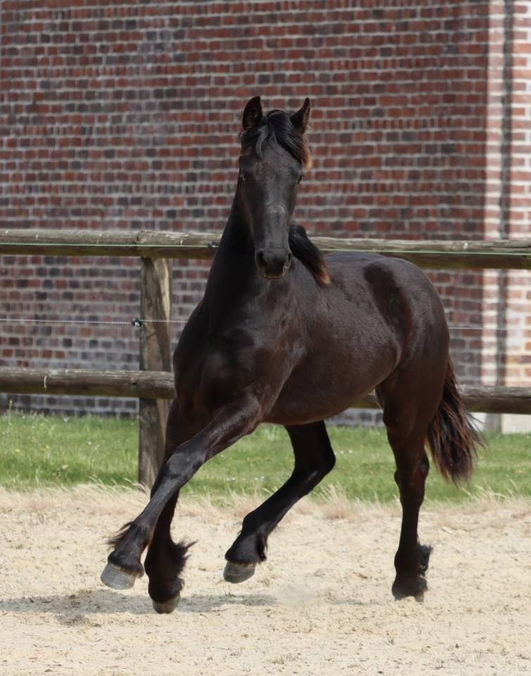 Fleury Blacknight MGC Pouliche Frisonne  &agrave; vendre 1 an
