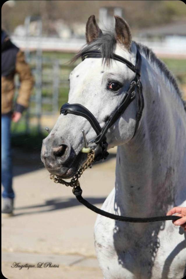 Étalon poney few spot 