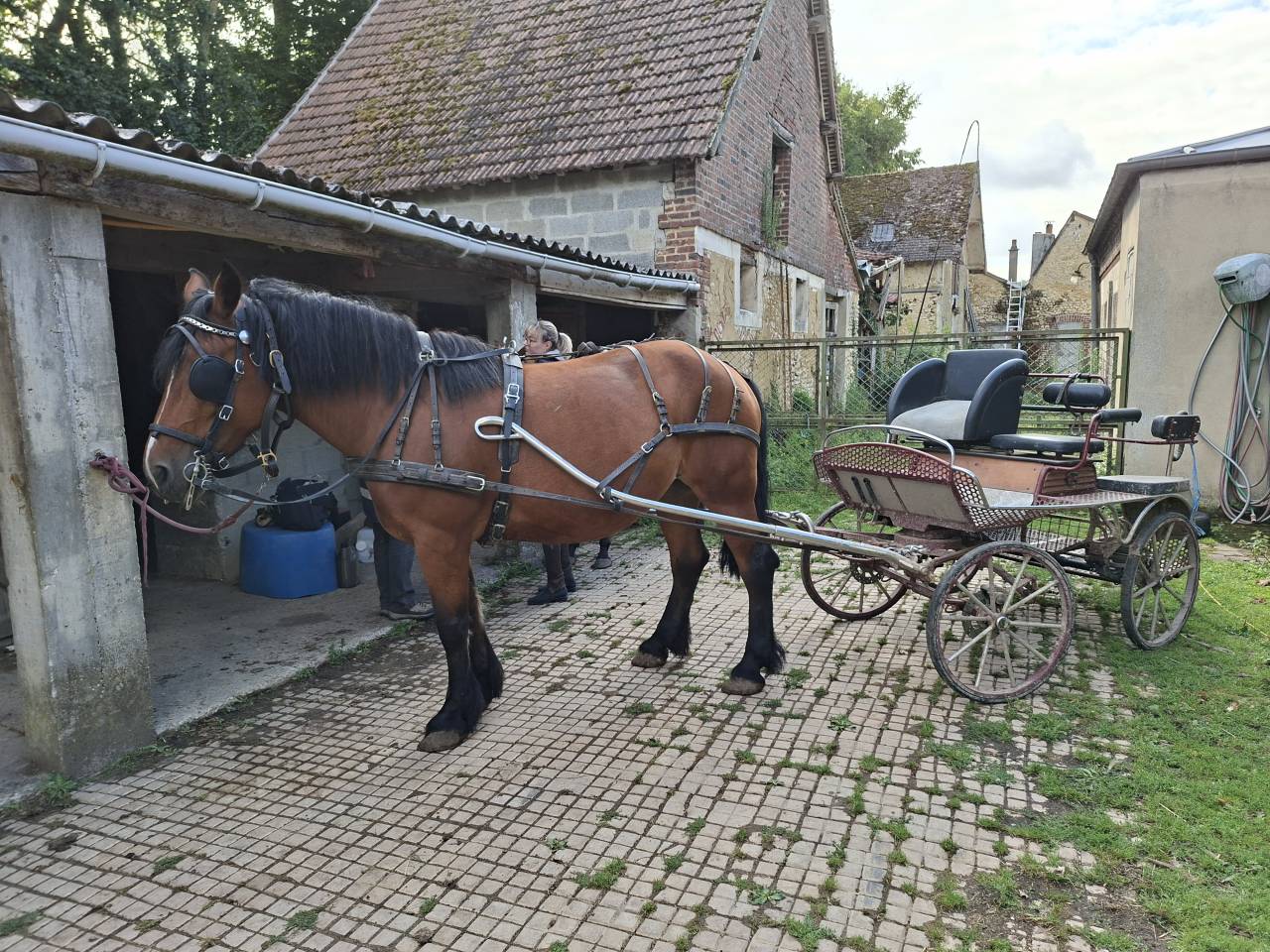 cob noemand pour attel