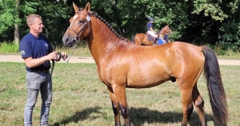 Poney de sport à vendre 