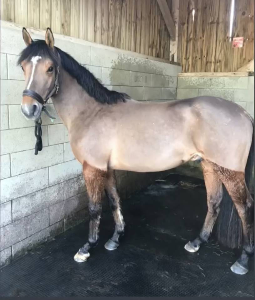 Poney de sport à vendre 